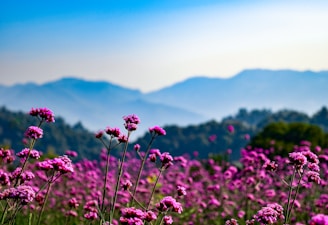 a field of purple flowers with mountains in the background