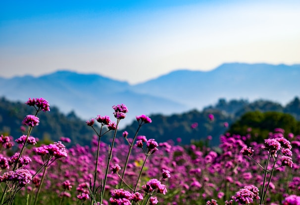 a field of purple flowers with mountains in the background