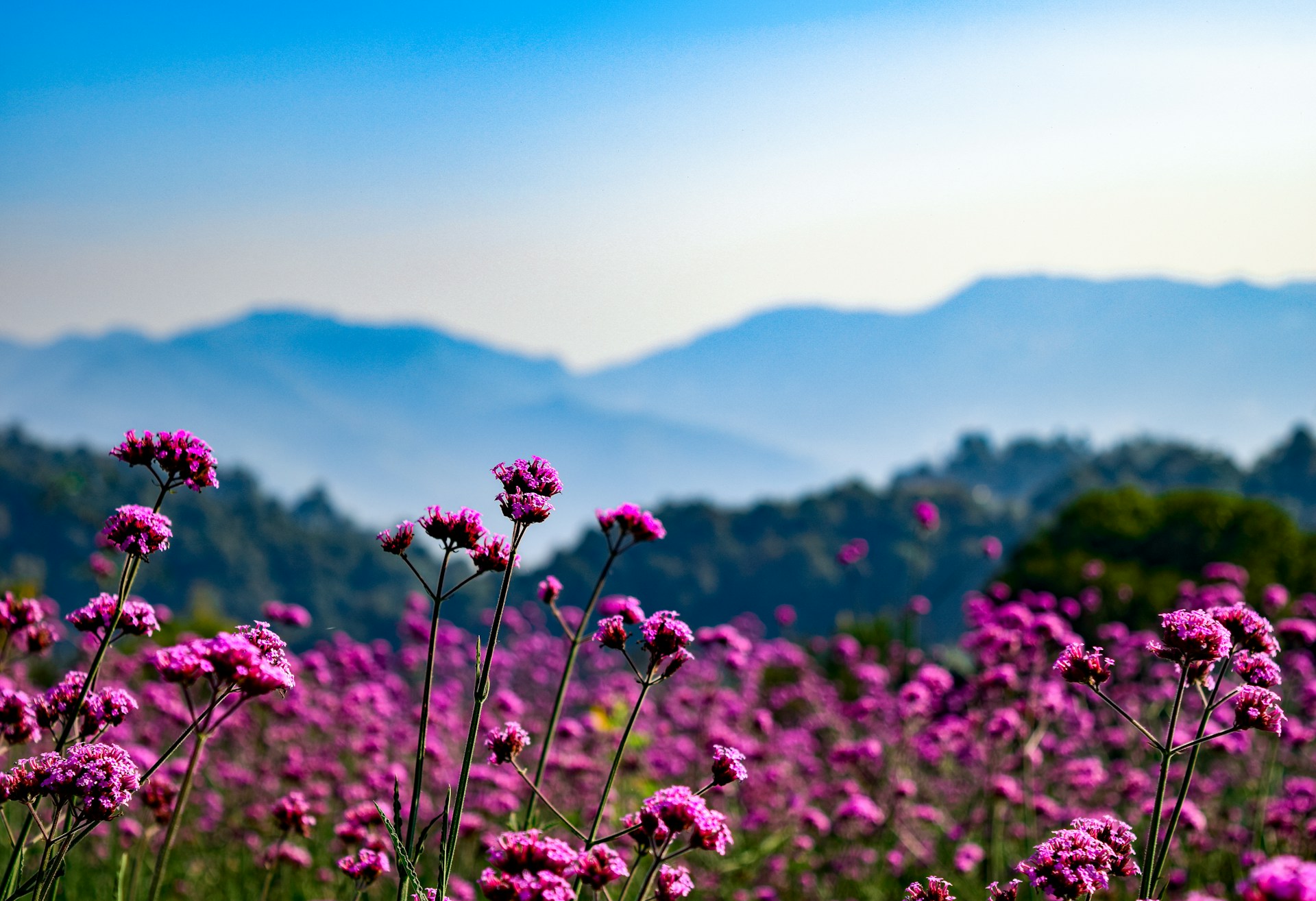 a field of purple flowers with mountains in the background