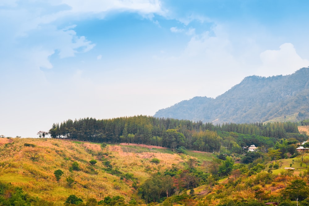 a lush green hillside covered in lots of trees