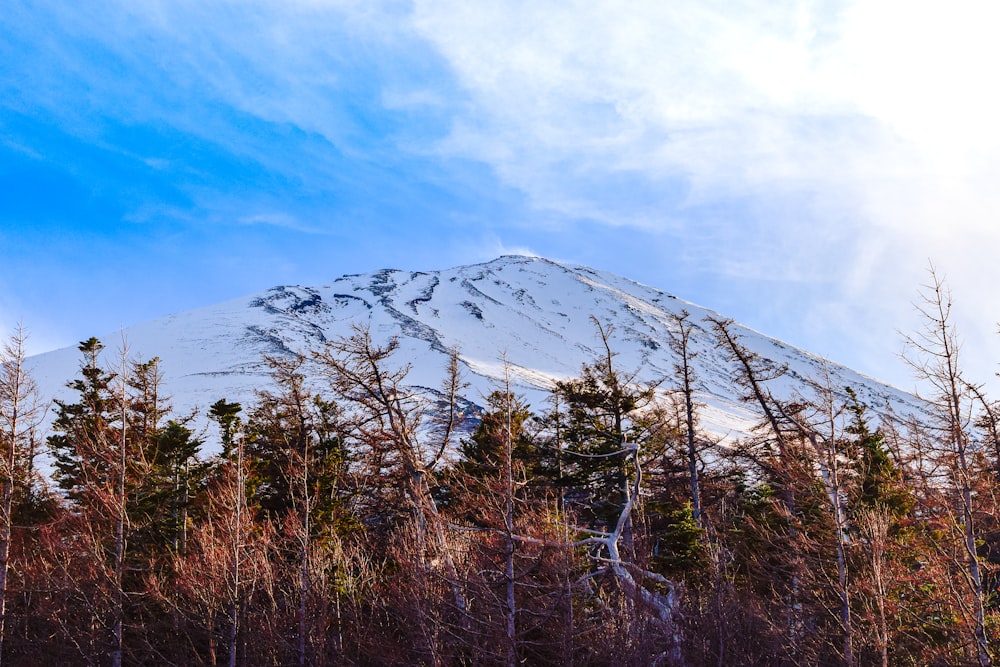 a snow covered mountain surrounded by trees under a blue sky