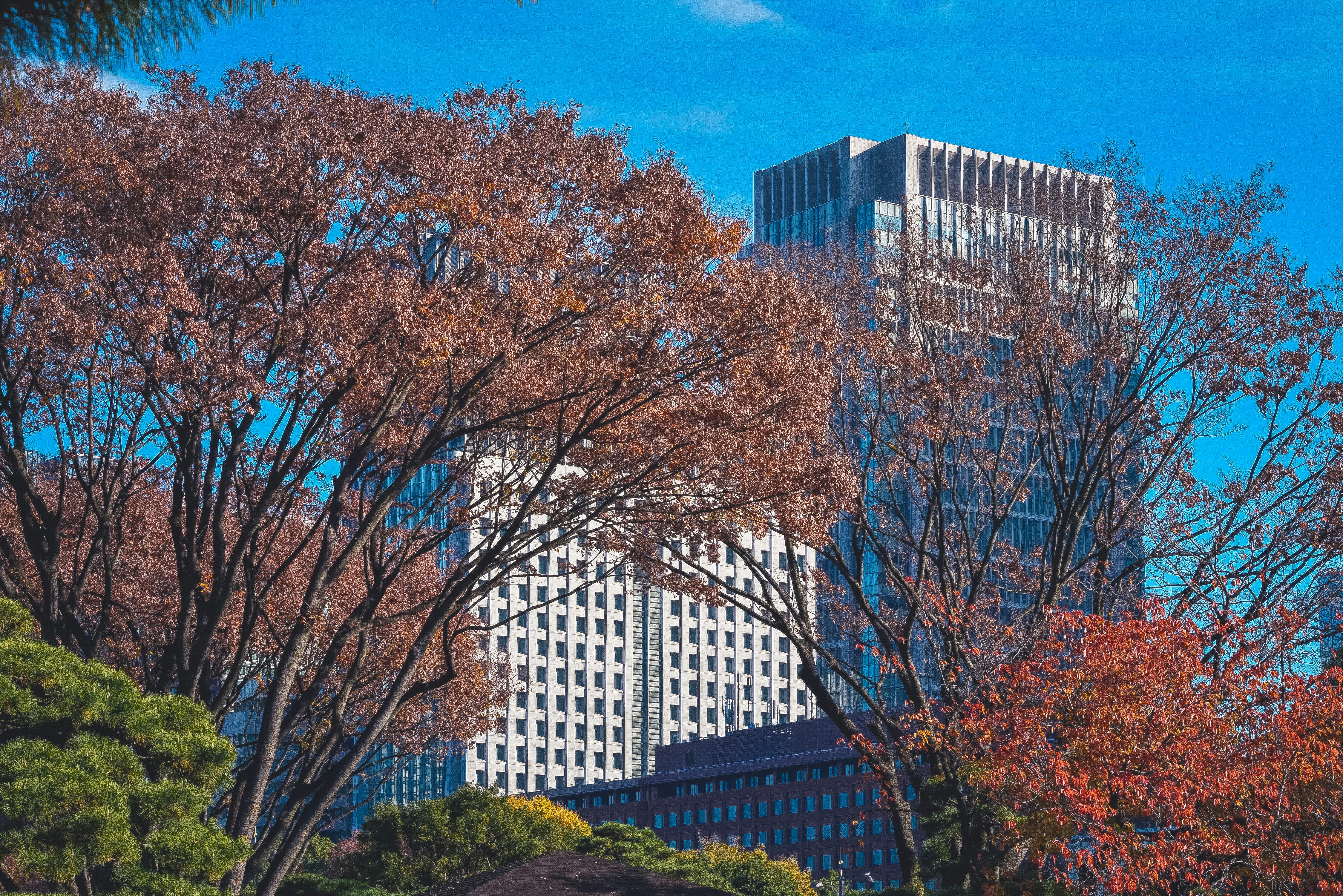 a city with tall buildings and trees in the foreground, Skyscrapers in Tokyo view from the park.