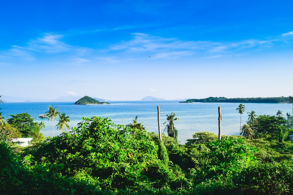 a view of a body of water with trees in the foreground