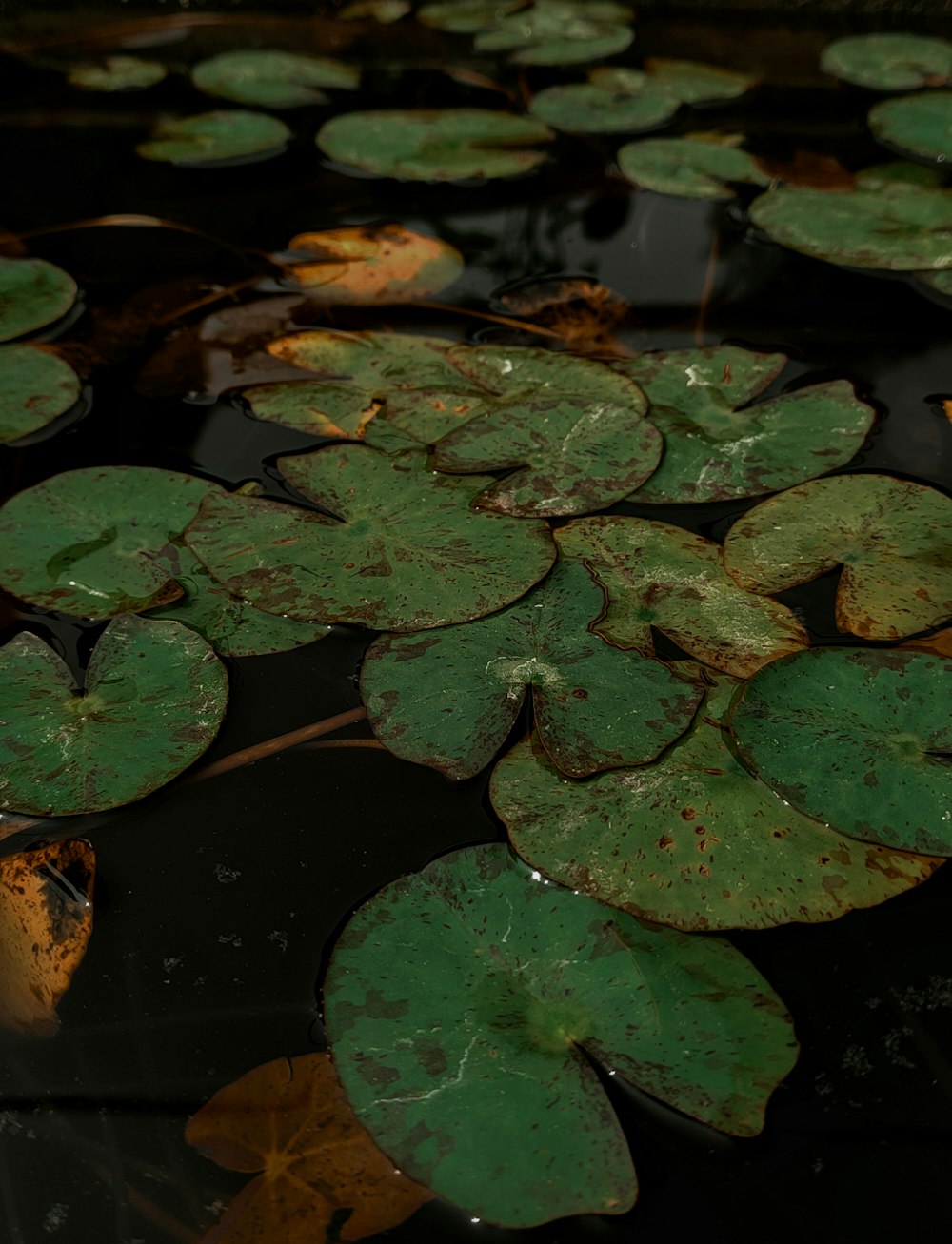 a bunch of water lilies floating on top of a pond