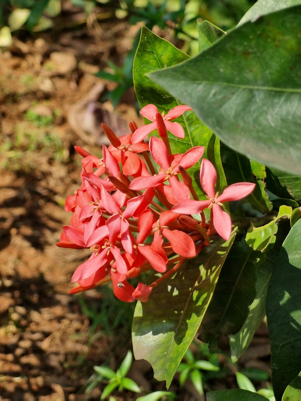 a close up of a red flower on a plant