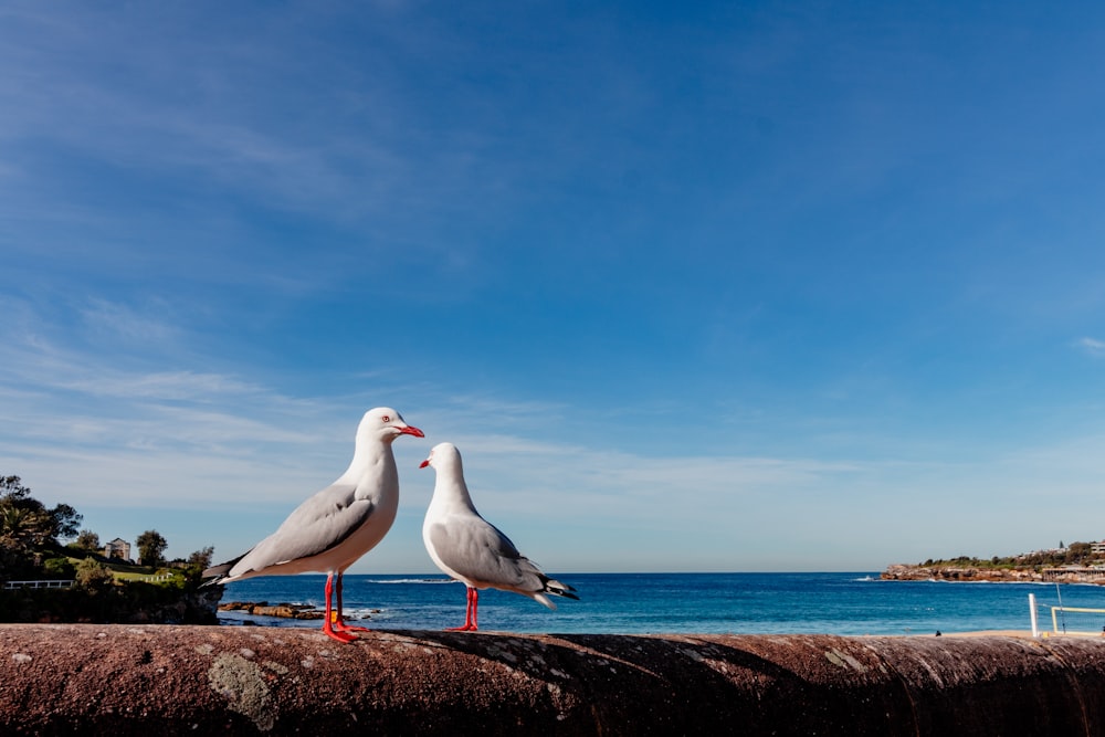 two seagulls standing on a wall near the ocean