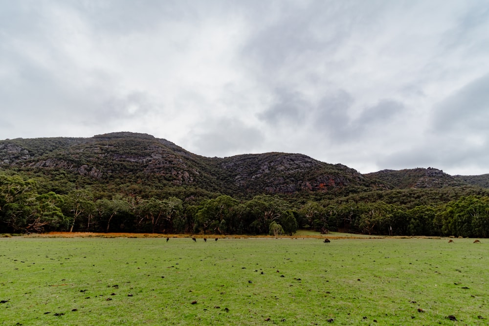 un campo cubierto de hierba con montañas al fondo