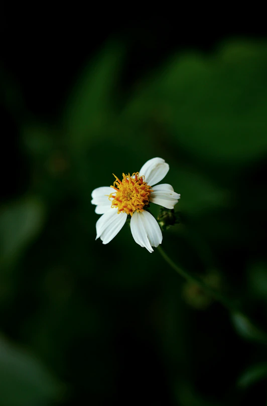 a single white flower with a yellow center