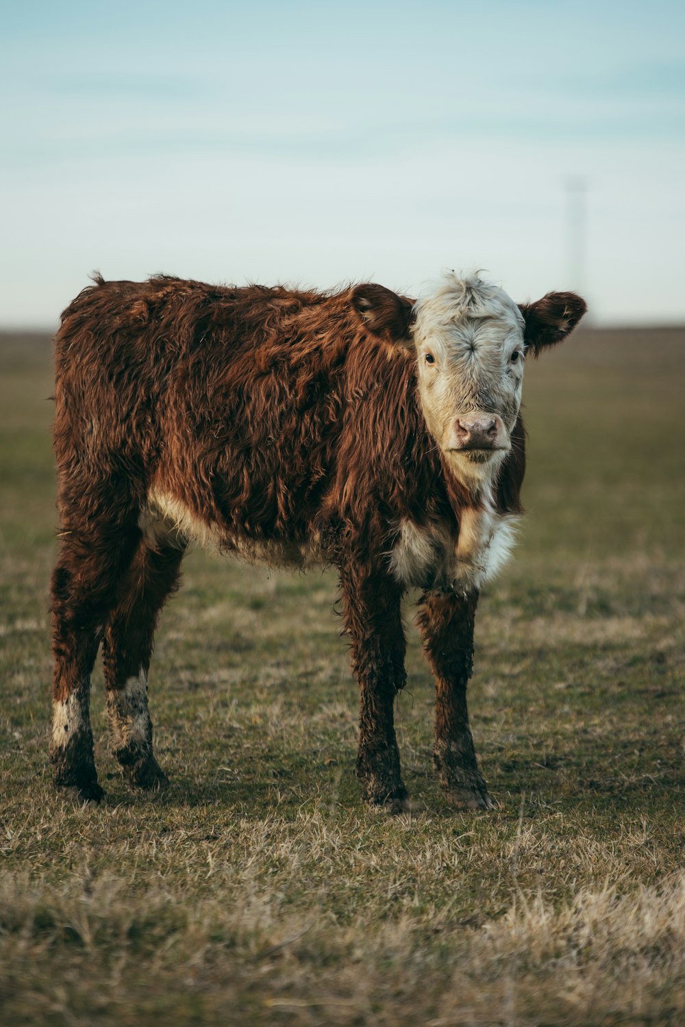 a brown and white cow standing on top of a grass covered field