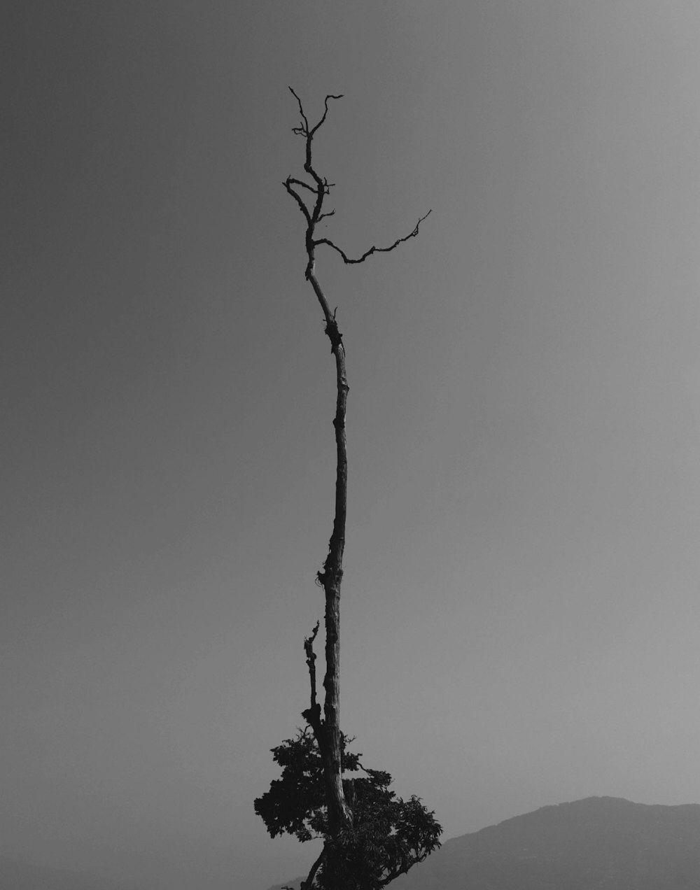 a black and white photo of a lone tree