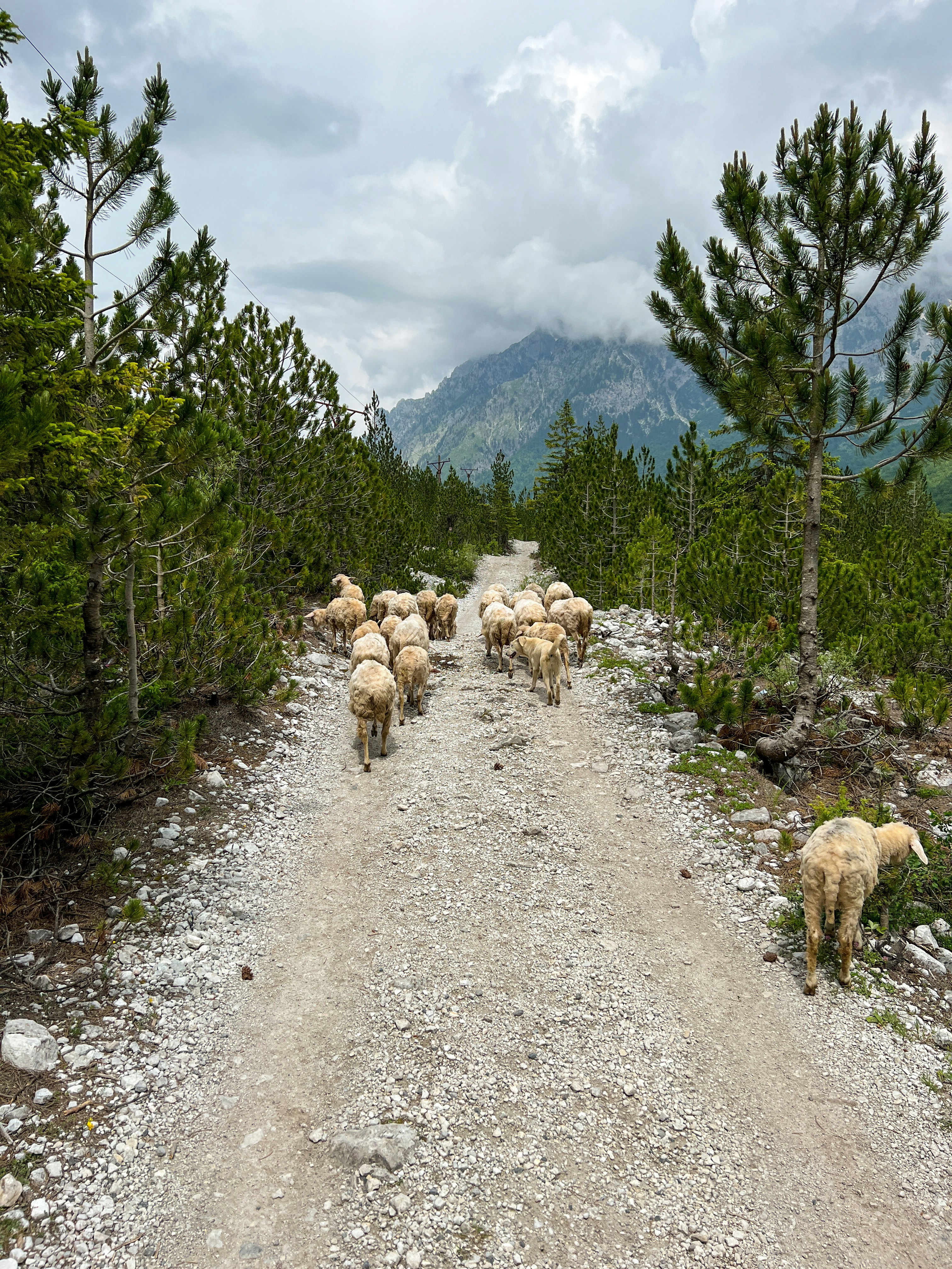 a herd of sheep walking down a dirt road