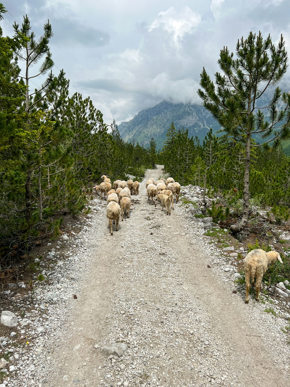 a herd of sheep walking down a dirt road