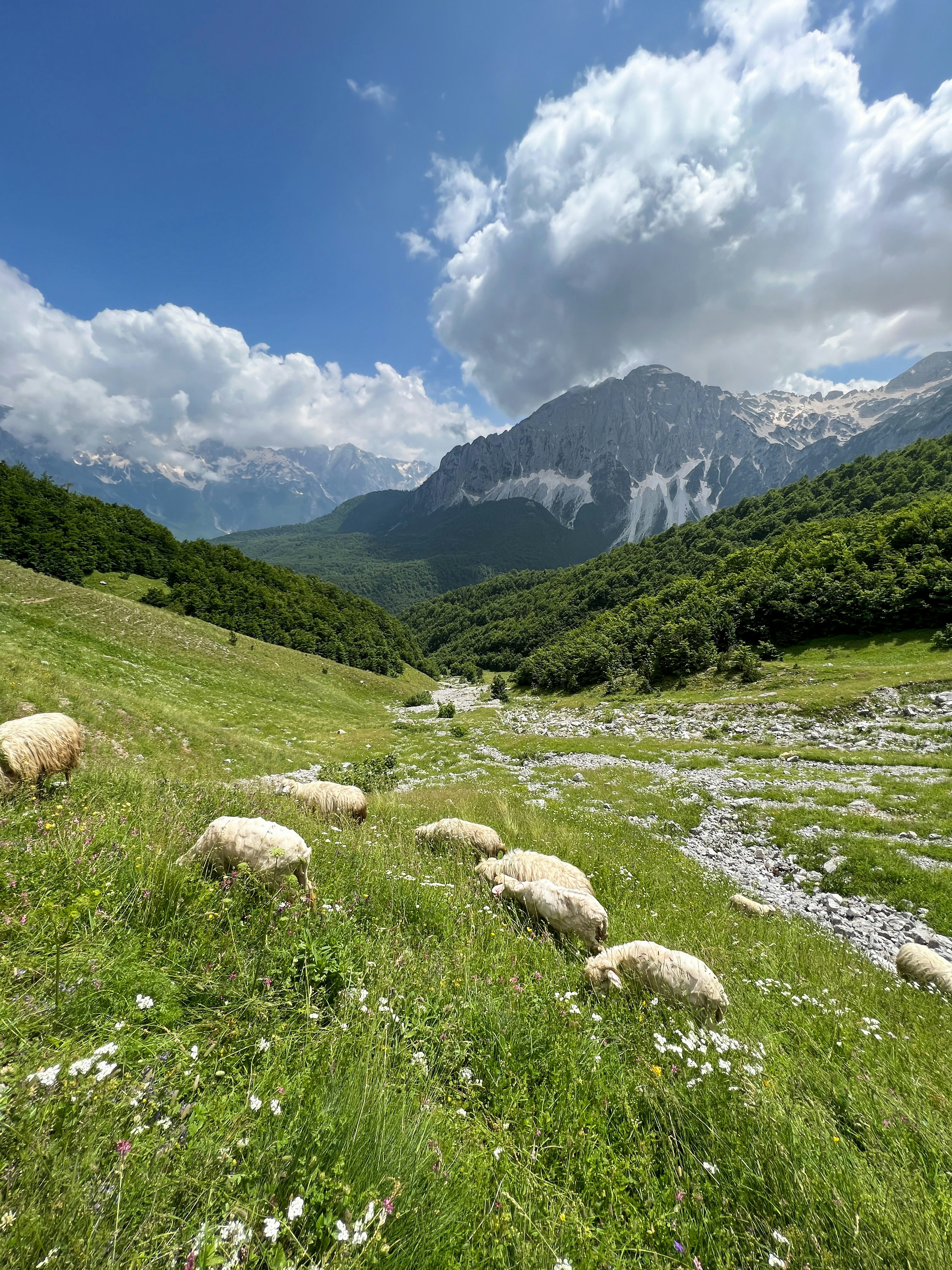 a herd of sheep grazing on a lush green hillside