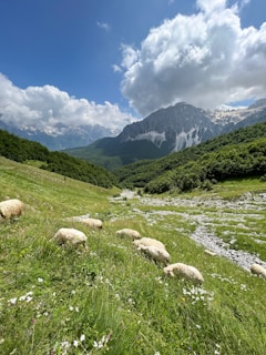 a herd of sheep grazing on a lush green hillside