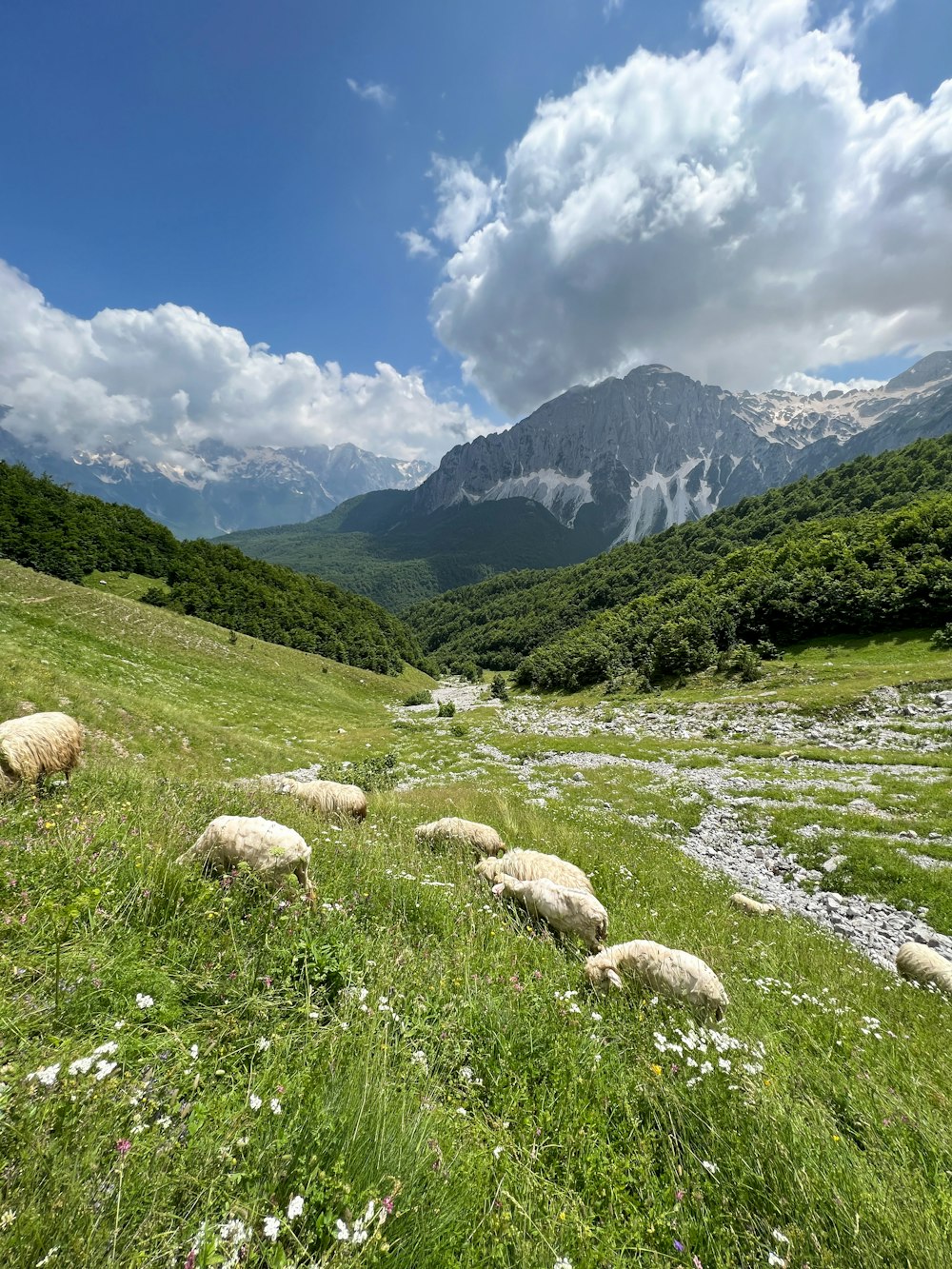 um rebanho de ovelhas pastando em uma colina verde exuberante