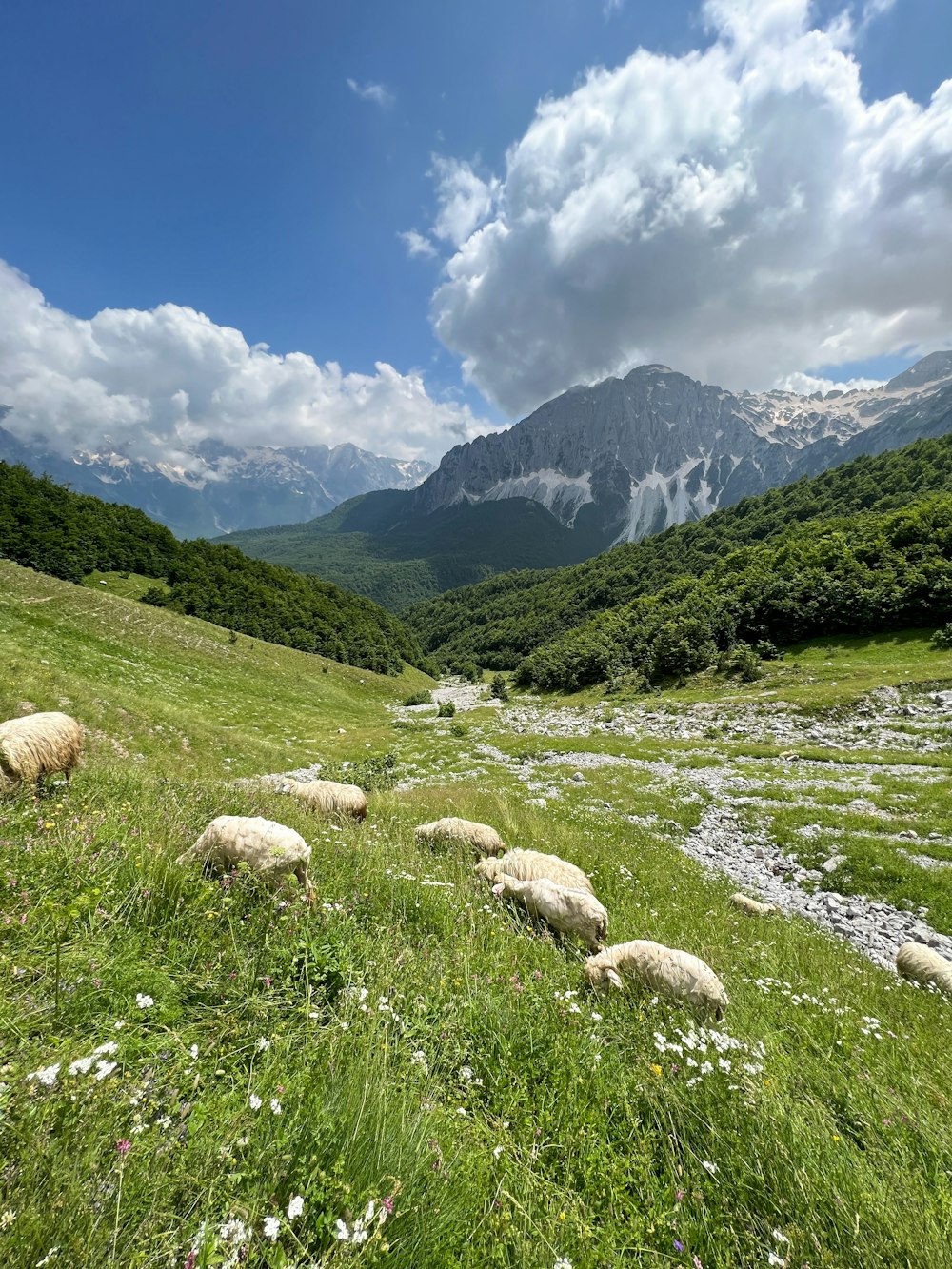 a herd of sheep grazing on a lush green hillside