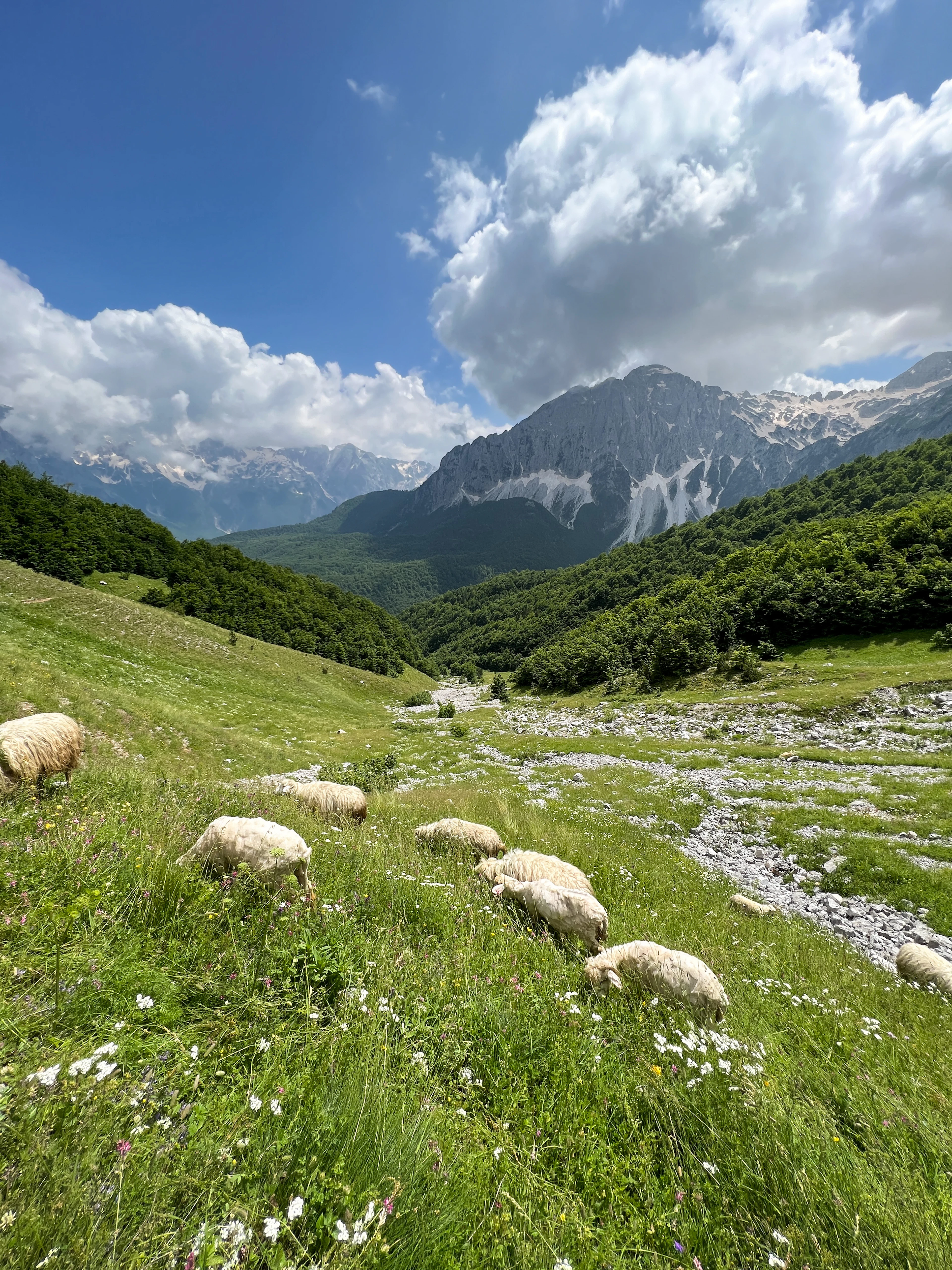 Sheep grazing a flowering mountain meadow in Valbona National Park, with a stony riverbed and peaks beyond