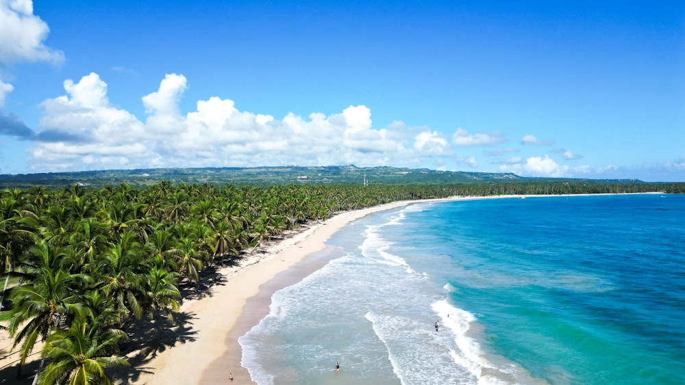 an aerial view of a beach with palm trees