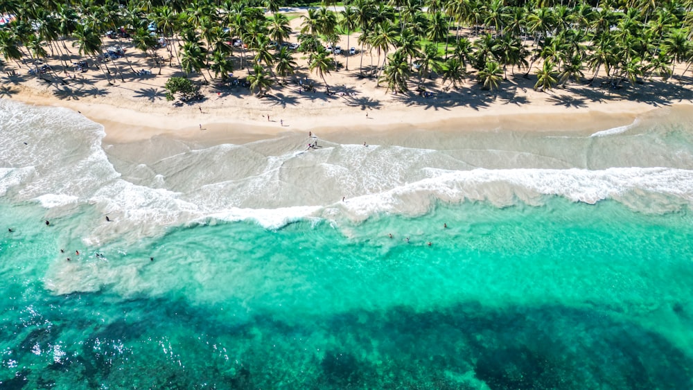 Vista aérea de una playa con palmeras