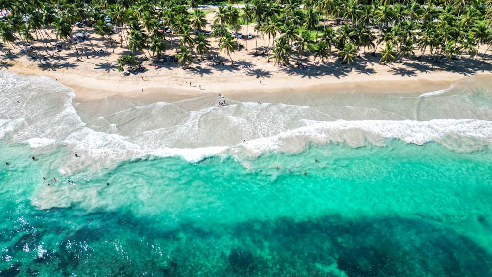 an aerial view of a beach with palm trees