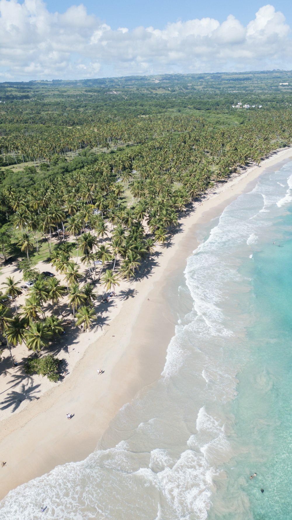 an aerial view of a beach with palm trees