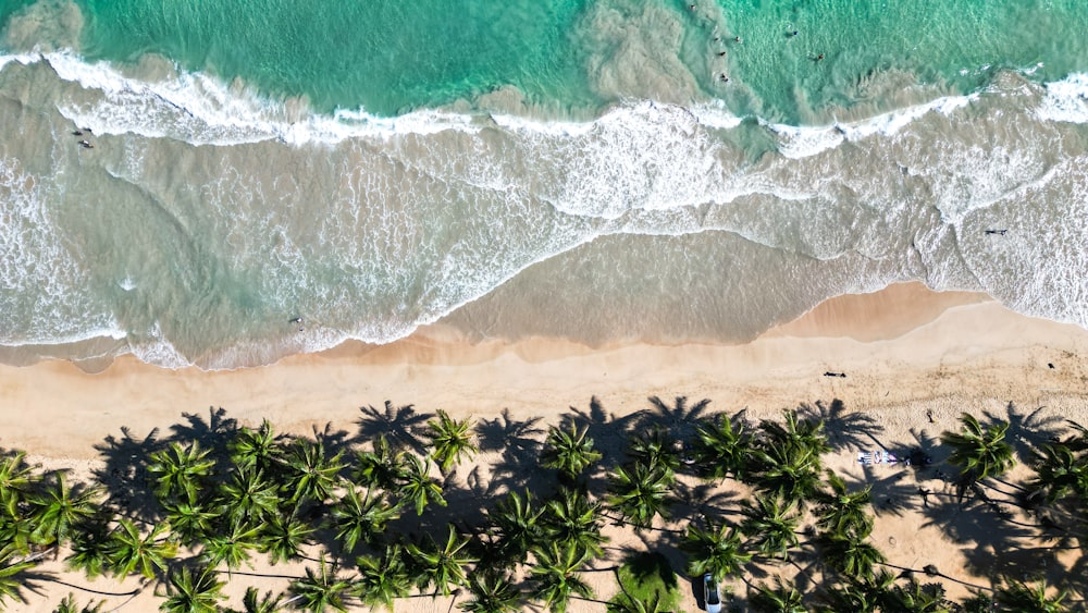 an aerial view of a beach with palm trees