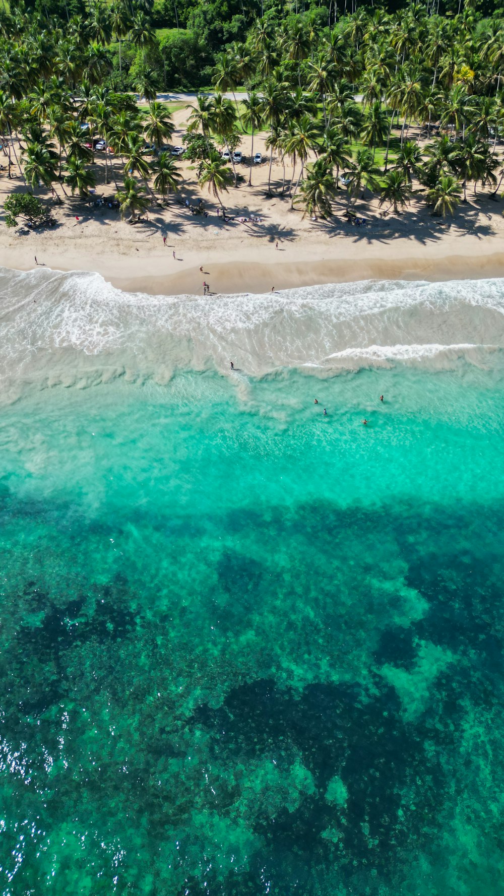 an aerial view of a tropical beach with palm trees