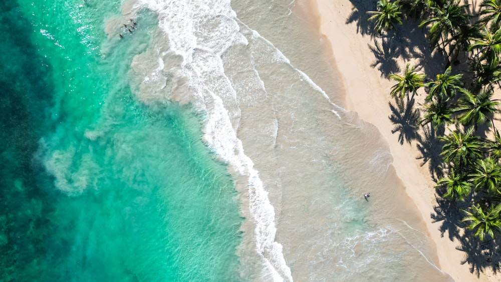 an aerial view of a beach with palm trees