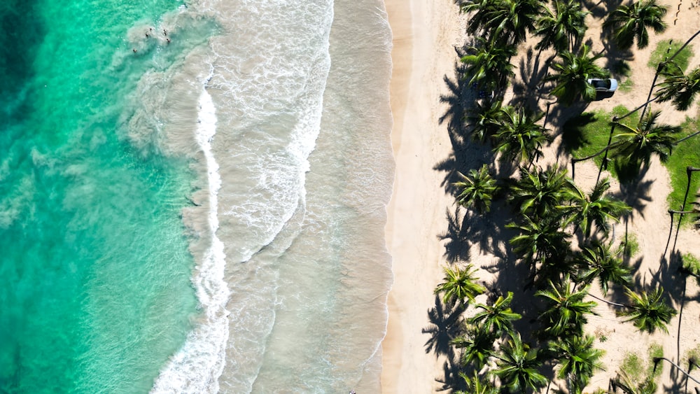 an aerial view of a beach with palm trees