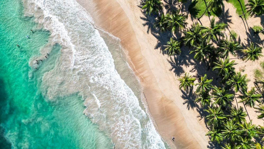 an aerial view of a beach with palm trees