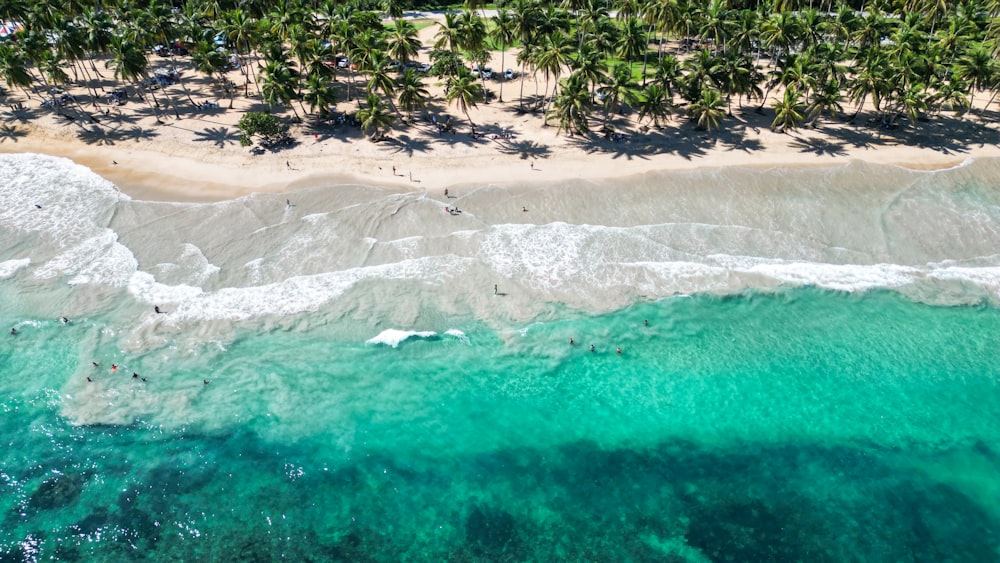 an aerial view of a beach with palm trees