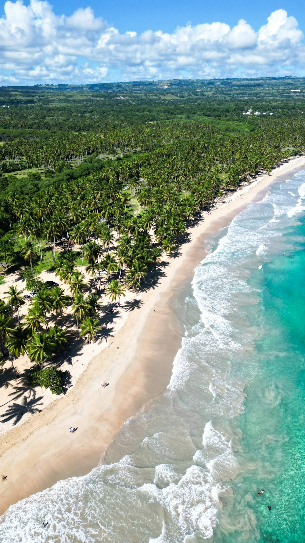 an aerial view of a beach and palm trees