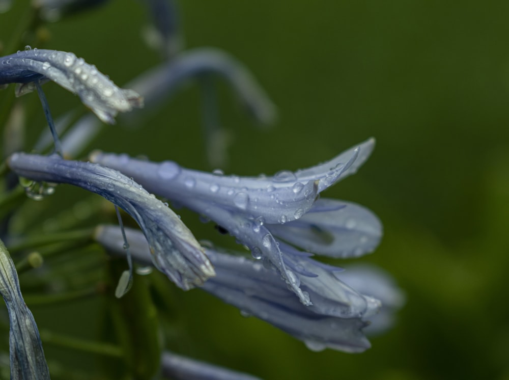 um close up de uma flor azul com gotas de água sobre ela