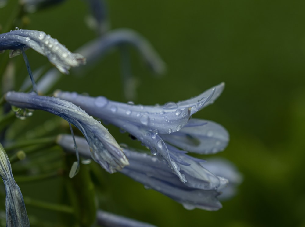 eine Nahaufnahme einer blauen Blume mit Wassertropfen darauf