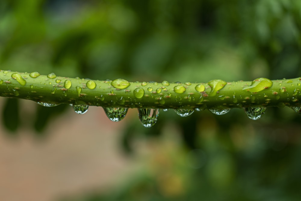 a close up of a green plant with drops of water on it