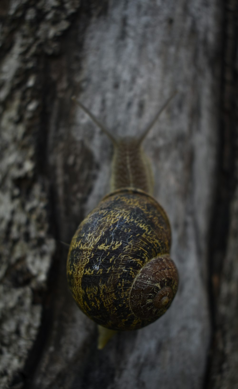 a close up of a snail on a tree