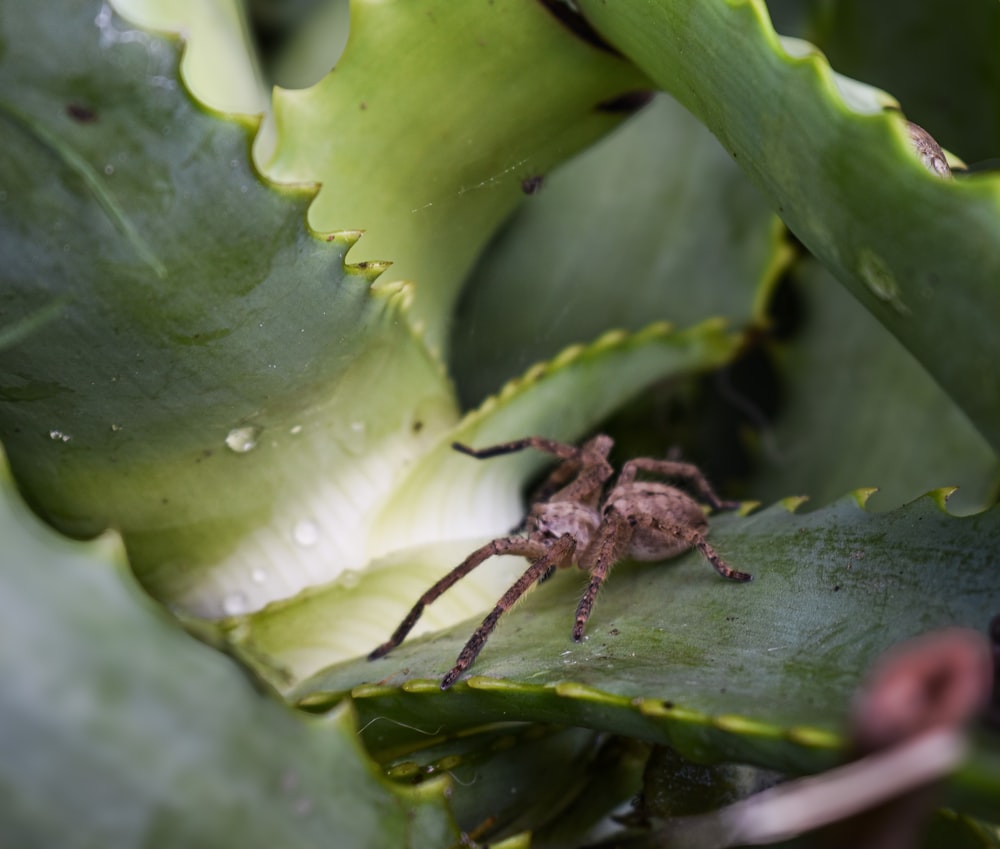 a spider sitting on top of a green plant