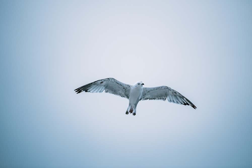 a seagull flying in the sky with its wings spread