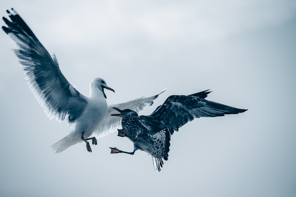 a couple of birds that are flying in the sky