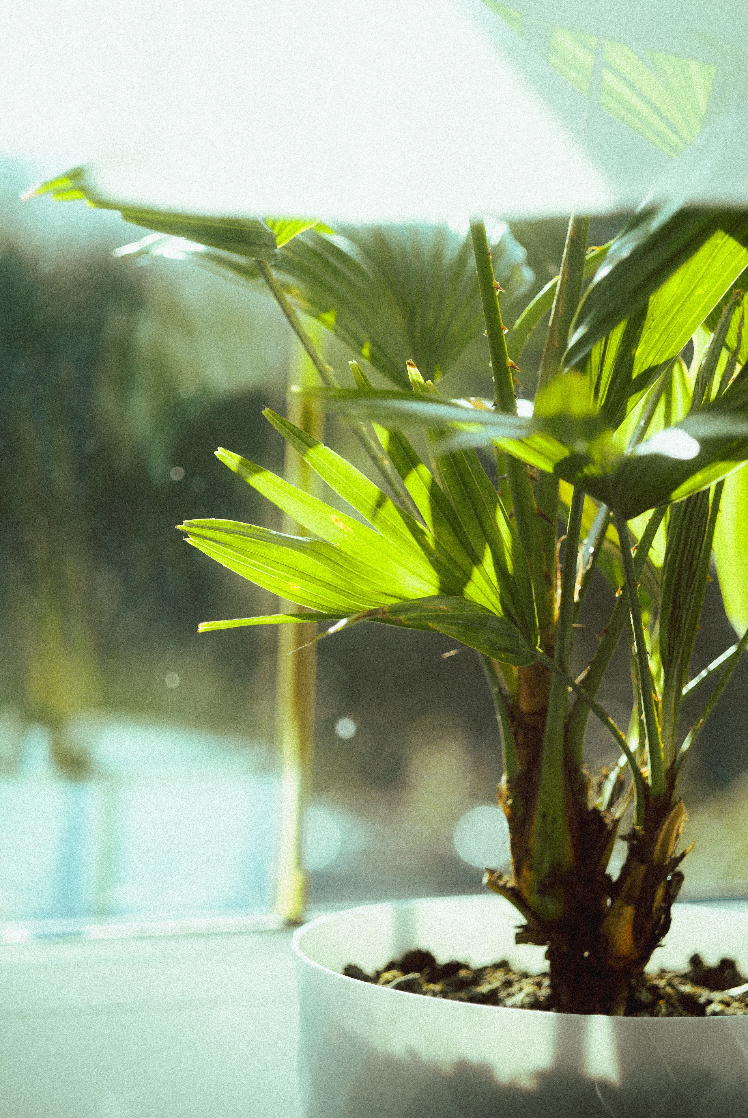 7 Fast-Growing Plants for Aquascaping Success