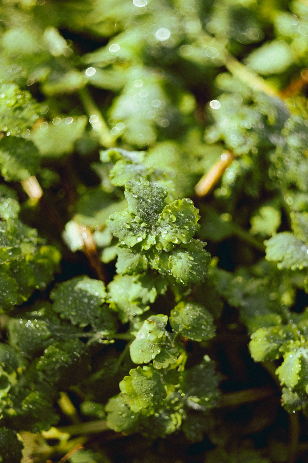 a bunch of green plants with water droplets on them