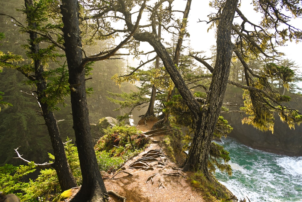 a rocky path leading to a body of water