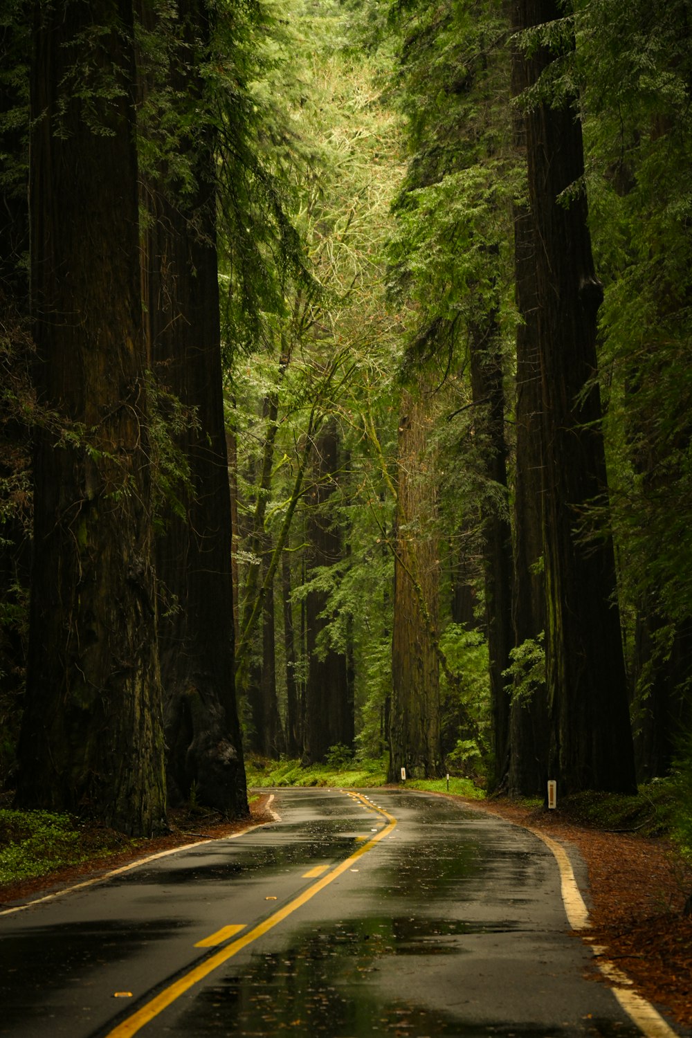 uma estrada no meio de uma floresta com árvores altas
