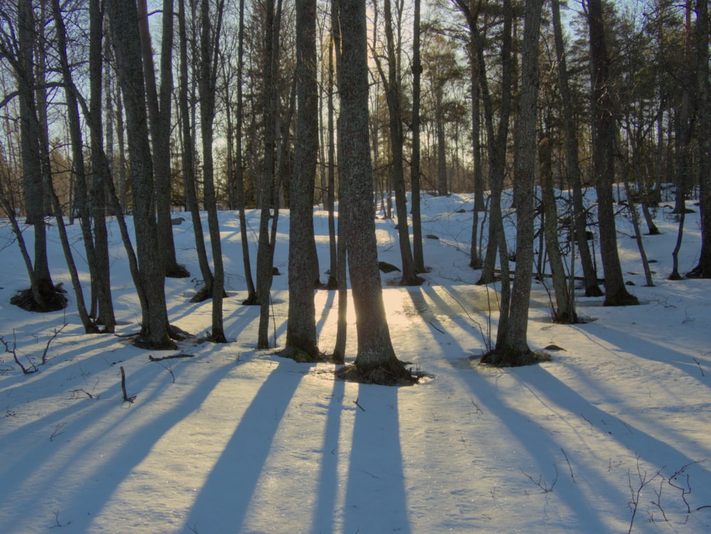 the sun is shining through the trees in the snow