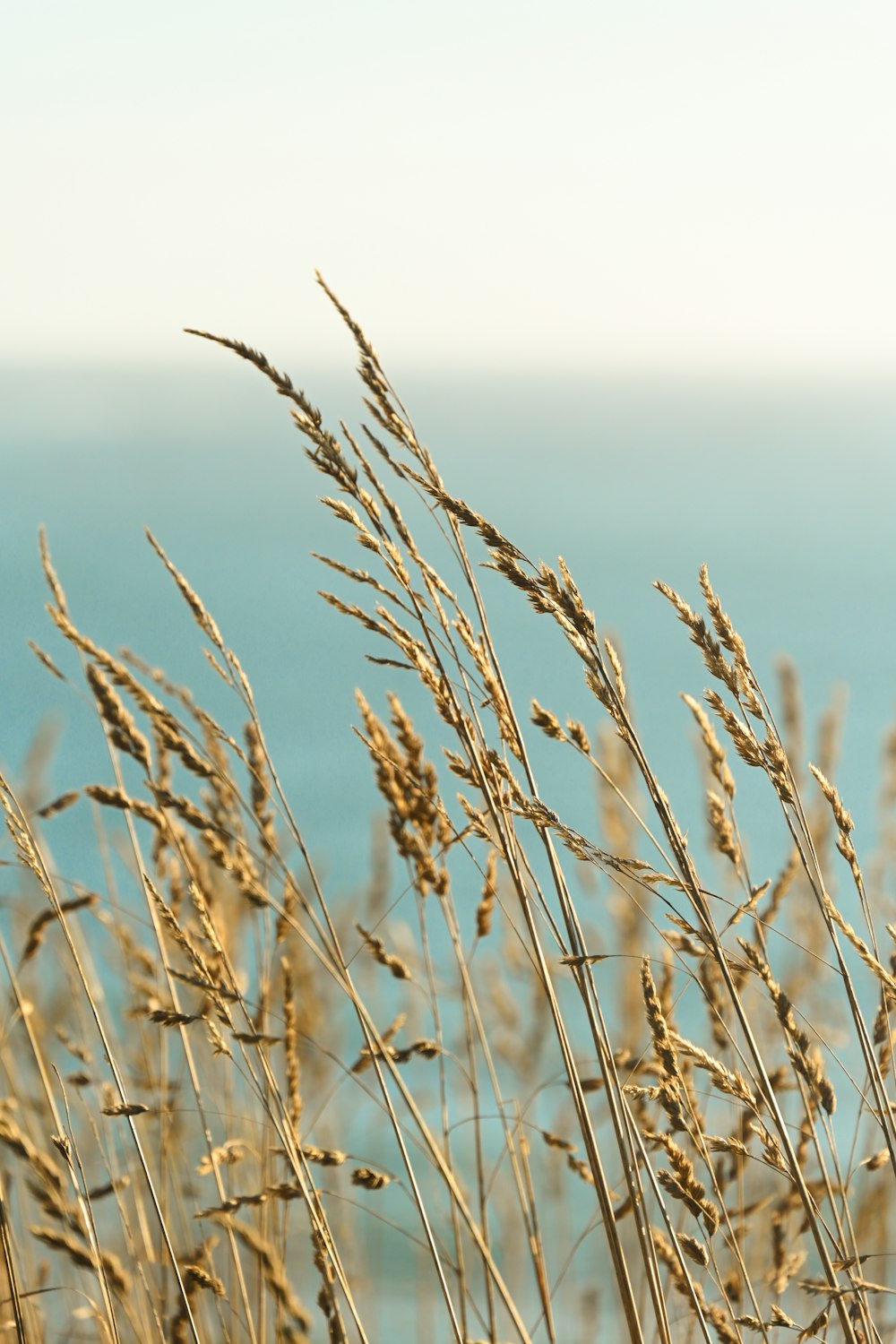 a close up of a plant with water in the background