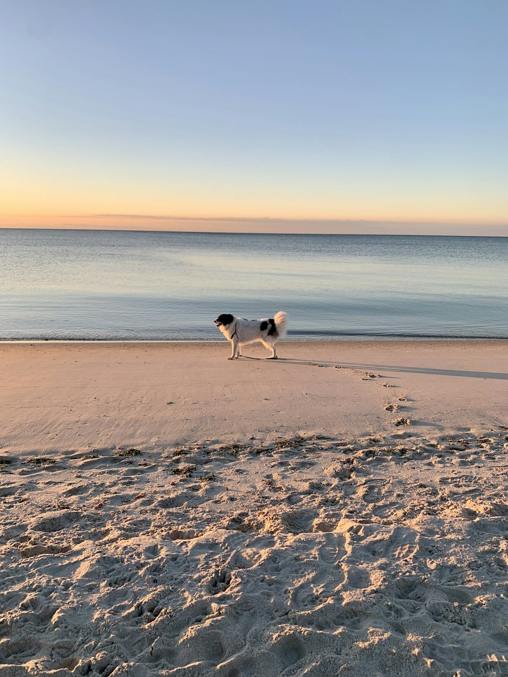 a couple of dogs standing on top of a sandy beach