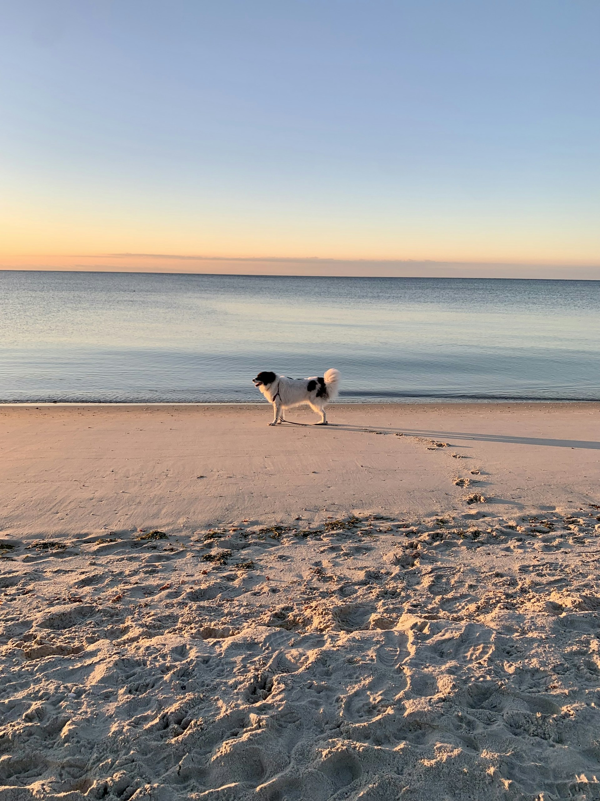 a couple of dogs standing on top of a sandy beach