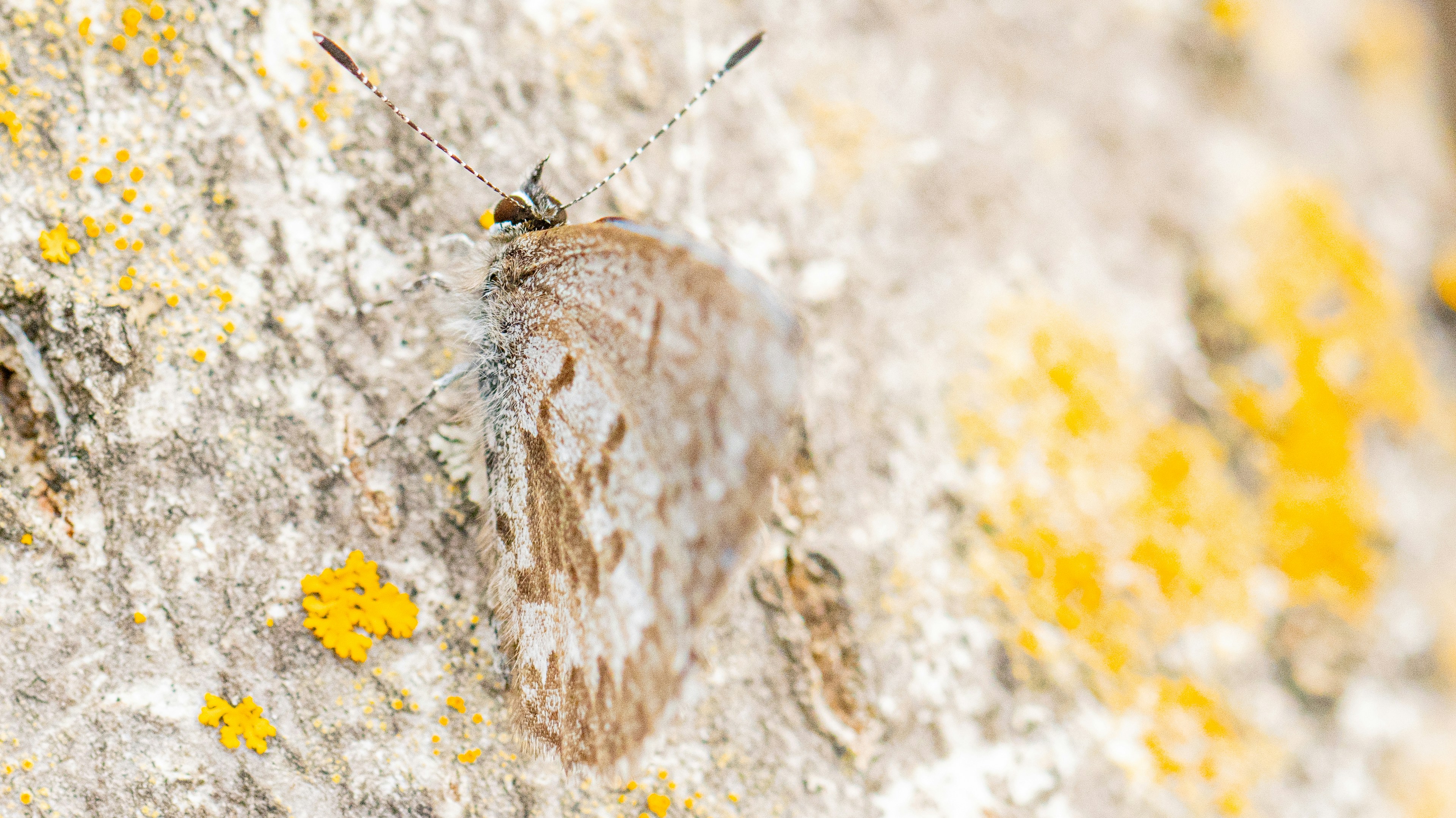 The Gender Divide of Destruction (image credits: unsplash)