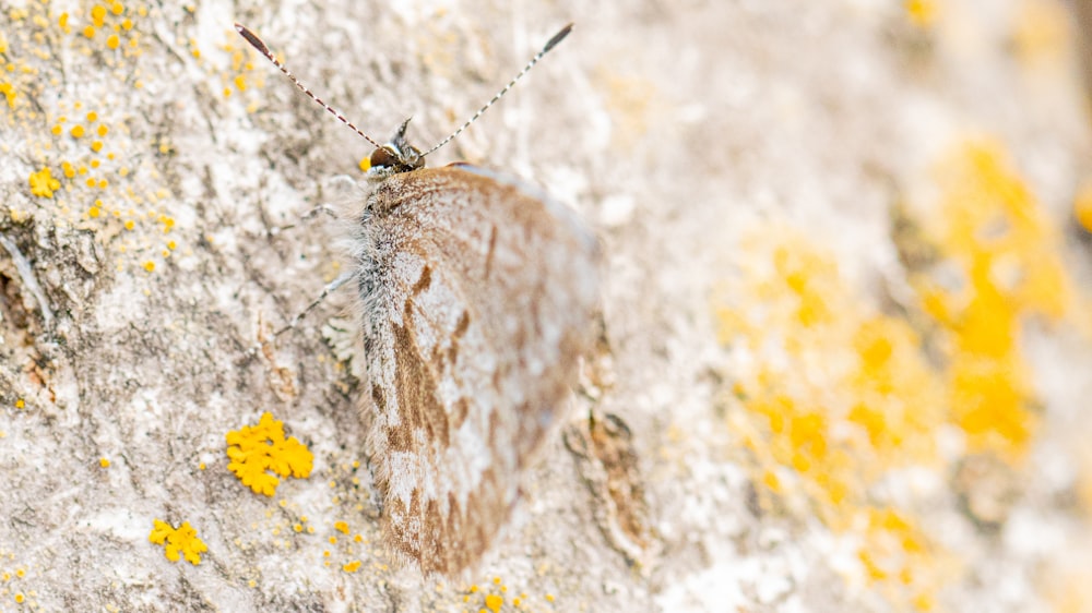 a close up of a butterfly on a rock