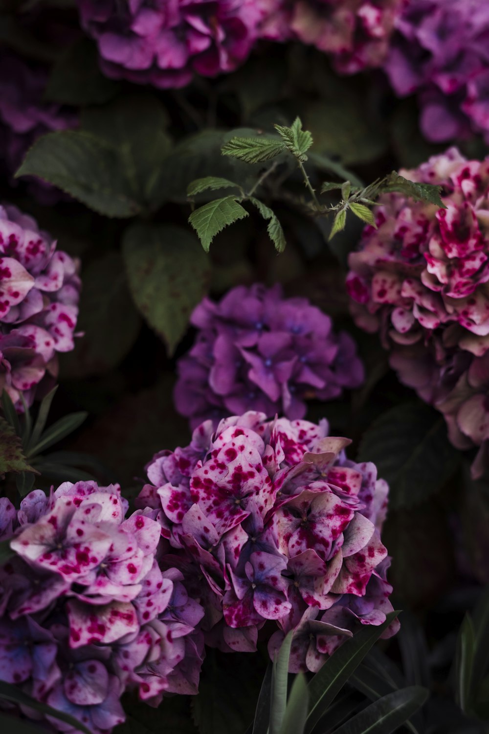 a bunch of purple flowers with green leaves